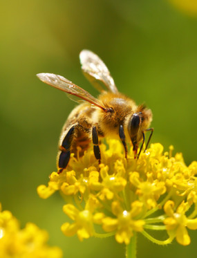 Unewatter Klimaküche - Bienen